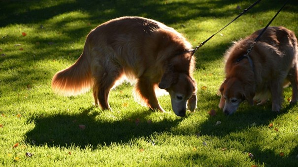Deux chiens en laisse reniflent attentivement l'herbe lors d'une promenade en extérieur.